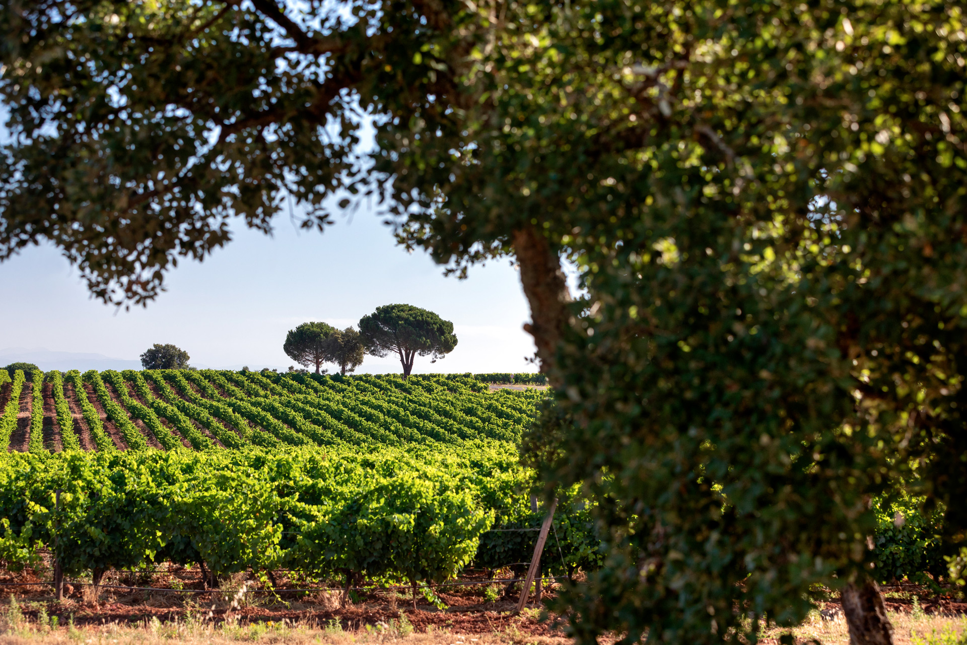 Fascinant Week end Vignobles Découvertes Provence Bandol